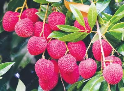 চায়না-৩ লিচু🍒 ১০০পিস আটি"_img_2
