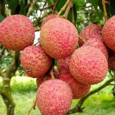 বেদানা লিচু🍒 ১০০পিস_img_2