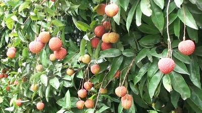 বেদানা লিচু🍒 ১০০পিস_img_3