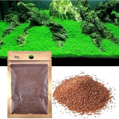 Carpeting seed 1 pack_img_0
