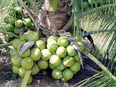🌴ভিয়েতনামের নারকেল চারা(সিয়াম গ্রীন)🌴_img_1