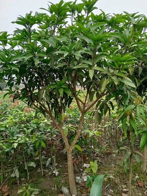 বারোমাসি কাটিমন আম_img_3