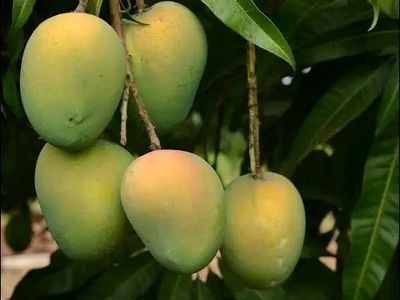 হাড়িভাঙ্গা আম গাছ_img_1