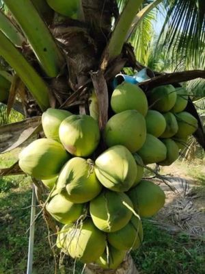 🌴ভিয়েতনামের নারকেল চারা(সিয়াম গ্রীন)🌴_img_2