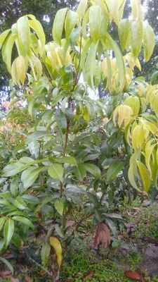 চায়না ৩ লিচু_img_0