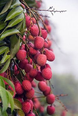 মাদ্রাজি লিচু_img_0