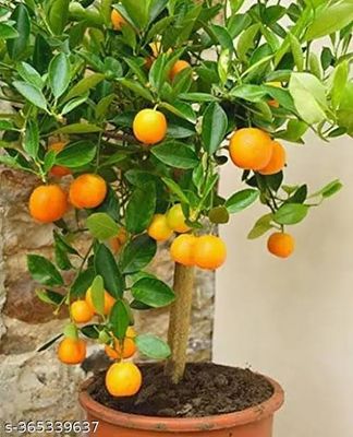 দার্জিলিং কমলা_img_0