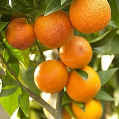 দার্জিলিং কমলা_img_1
