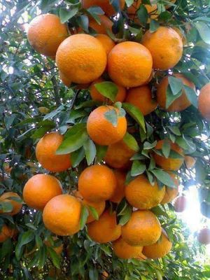 পাকিস্তানি কমলা_img_0