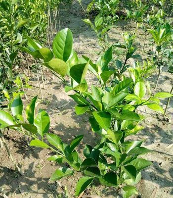 পাকিস্তানি কমলা_img_2