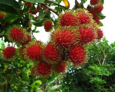 রাম্বুটান_img_0