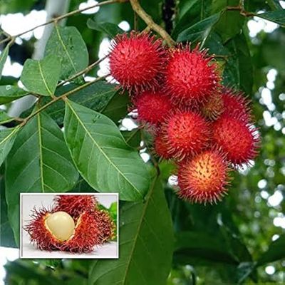 রাম্বুটান_img_2