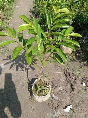 করসোল/ সাওয়ার সফ_img_0