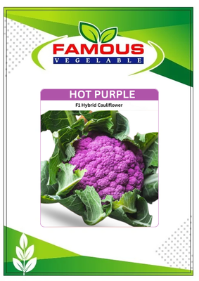 বেগুনি কালার রঙিন ফুলকপি হট পার্পল। Purple colored cauliflower seeds Hot Purple_img_1