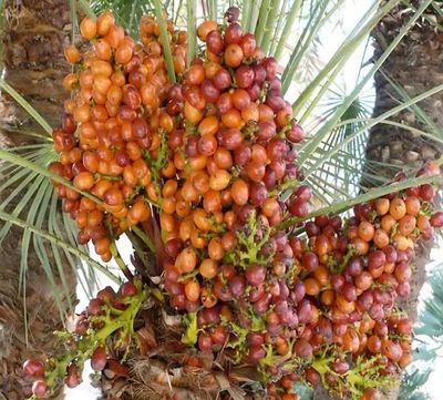 আজওয়া খেজুর_img_0
