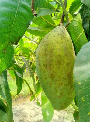মিশ্রিভোগ আম_img_0