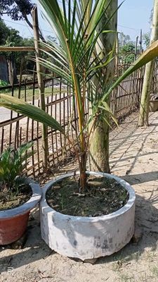 ভিয়েতনামের নারকেল চারা(সিয়াম ব্লু)_img_1