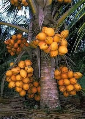 ভিয়েতনামের নারকেল চারা(সিয়াম ব্লু)_img_0