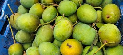 গোপাল ভোগ ( ১০ কেজি)_img_0