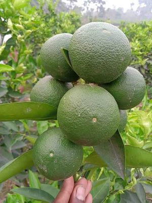 বারি-১ বারোমাসি মাল্টা_img_1