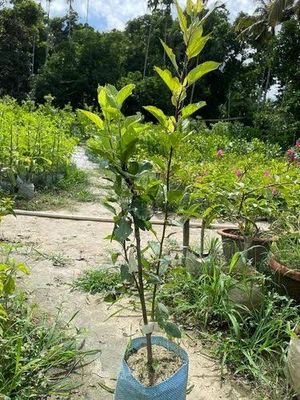 ডরসেট গোল্ডেন আপেল_img_1