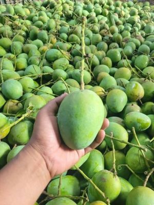 হিমসাগর আম (১০ কেজি)_img_0