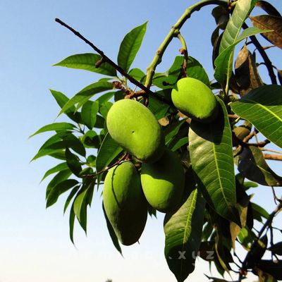 Gopalvog Mango - 20kg_img_3