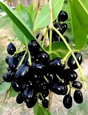 কালোজাম_img_2