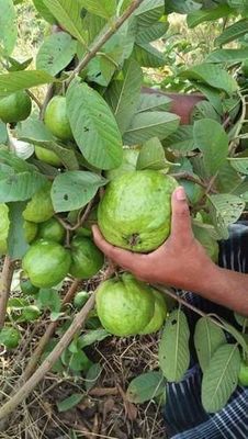 থাই সুপার-১০ পেয়ারা_img_2