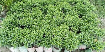 চায়না টগর_img_2
