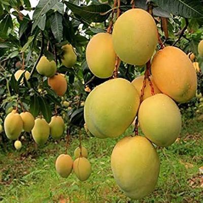 হাড়িভাঙ্গা আম গাছ_img_0