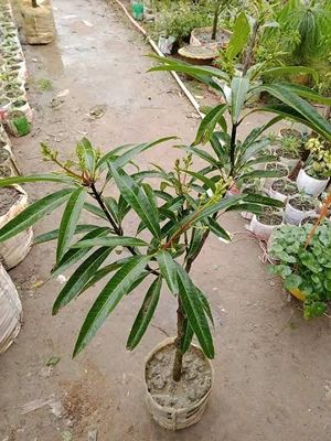 সুবর্নরেখা আম_img_2