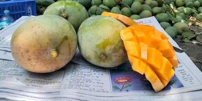 হিমসাগর আম_img_4