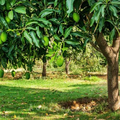 Gopalvog Mango - 20kg_img_4