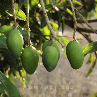 Gopalvog Mango - 20kg_img_2