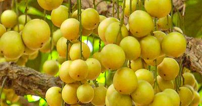 থাই লটকন_img_0