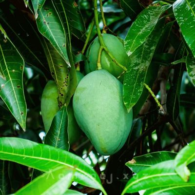 Gopalvog Mango - 20kg