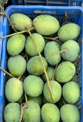 গোবিন্দভোগ_img_2