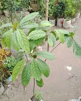 থাই লটকন_img_3