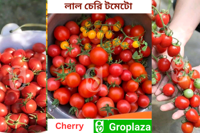 লাল চেরি টমেটোর বীজ । Red Cherry Tomato Seeds_img_0
