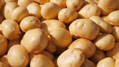 Potato 5kg_img_0