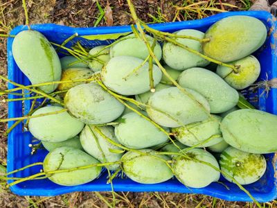 নওগাঁ সাপাহারের 24 কেজি আমরুপালি আম_img_1