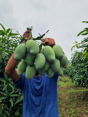 নওগাঁ সাপাহারের ১২ কেজি আমরুপালি আম_img_0