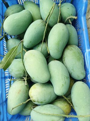 নওগাঁ সাপাহারের 24 কেজি আমরুপালি আম_img_0