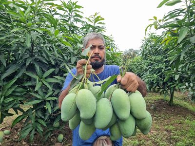নওগাঁ সাপাহারের ৪৮ কেজি আম্রপালি আম_img_0