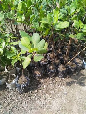 কাঠবাদাম_img_4