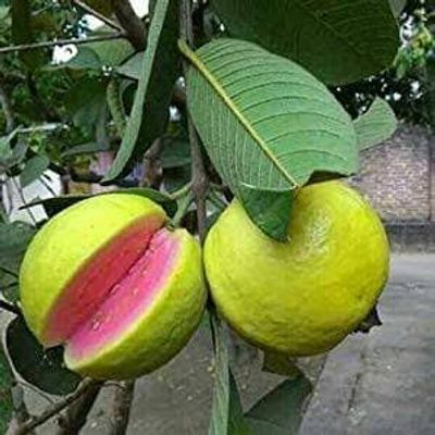 মাধবি লাল পেয়ারা_img_1