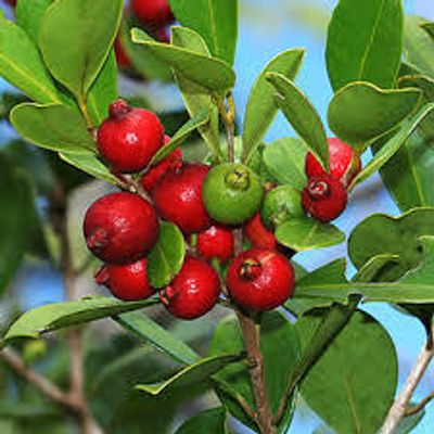 স্ট্রবেরি পেয়ারা_img_1