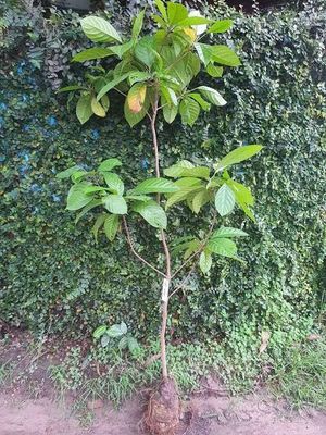 থাই লটকন_img_4