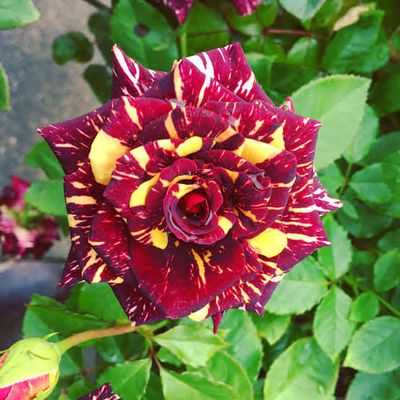 ড্রাগন গোলাপ_img_0